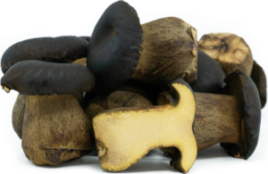 Black Bolete Mushrooms : oz