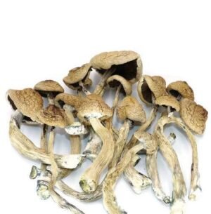 Malabar Magic Mushrooms 30g