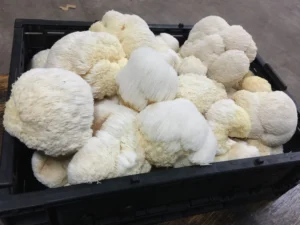 Lions Mane Mushroom: oz