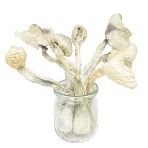 Great White Monster Magic Mushrooms 30g