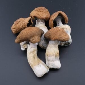 Mazatapec Magic Mushrooms: oz