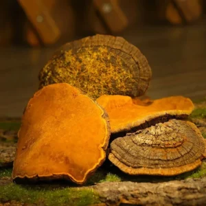 Mesima Mushroom: oz