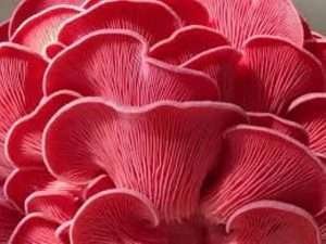 Pink Oyster Mushroom (Pleurotus djamor) : oz